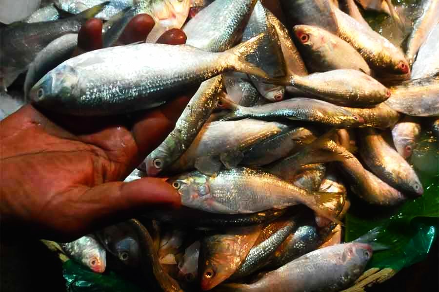 ইলিশ মাছ
