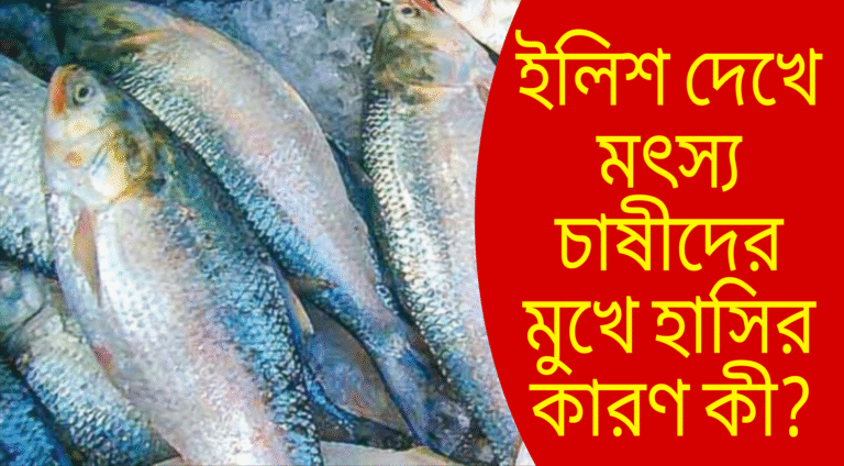 ইলিশ মাছ